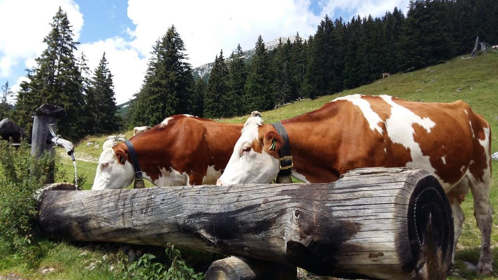 فندق Alpenhof ليرموس المظهر الخارجي الصورة